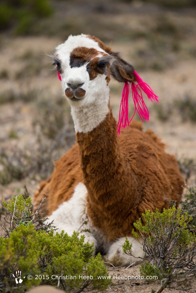 South America,Peru, Altiplano, Lama glama