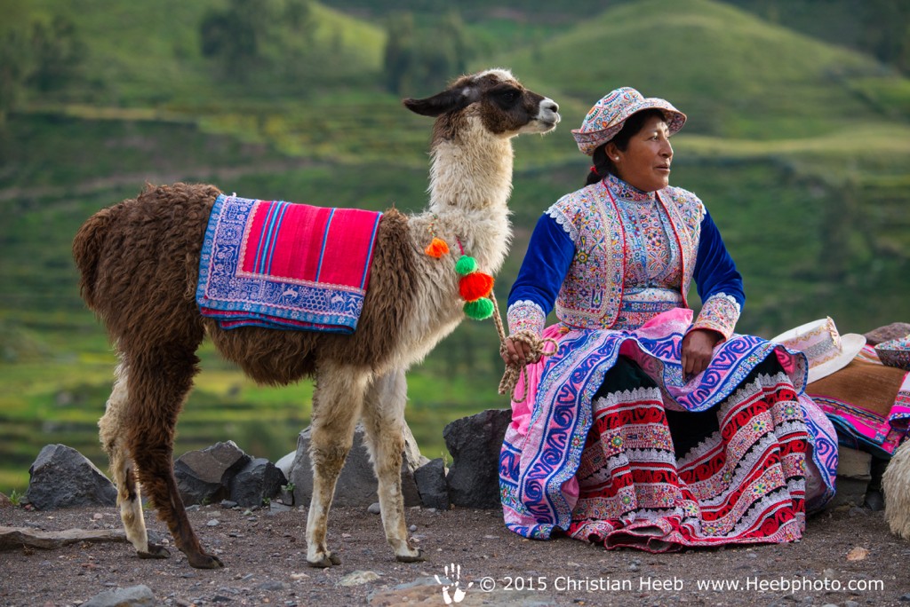 South America,Peru, Colca Canyon, local native woman with Lama