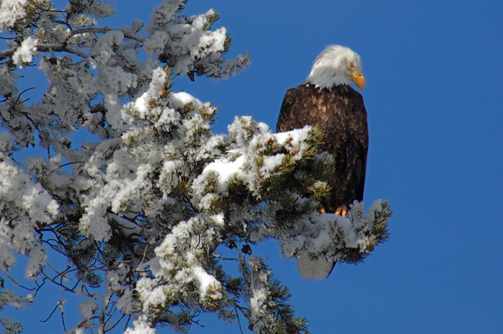Bald Eagle (Haliaeetus leucocephalus), Yellowstone National Park, Winter, Wyoming, United States of America