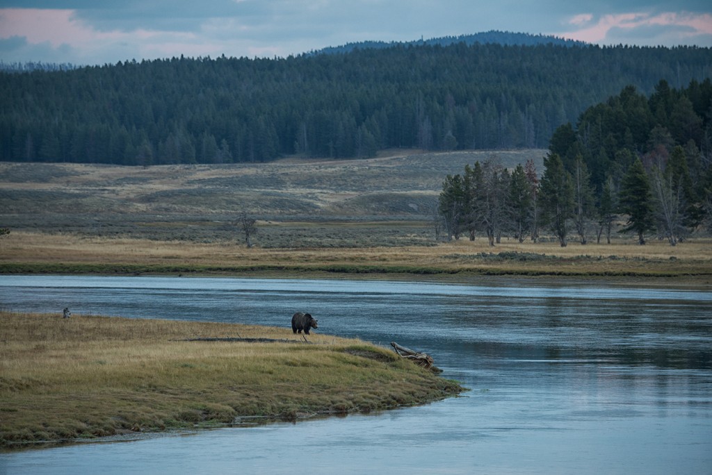 Yellowstone