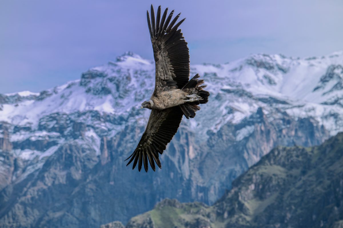 Peru