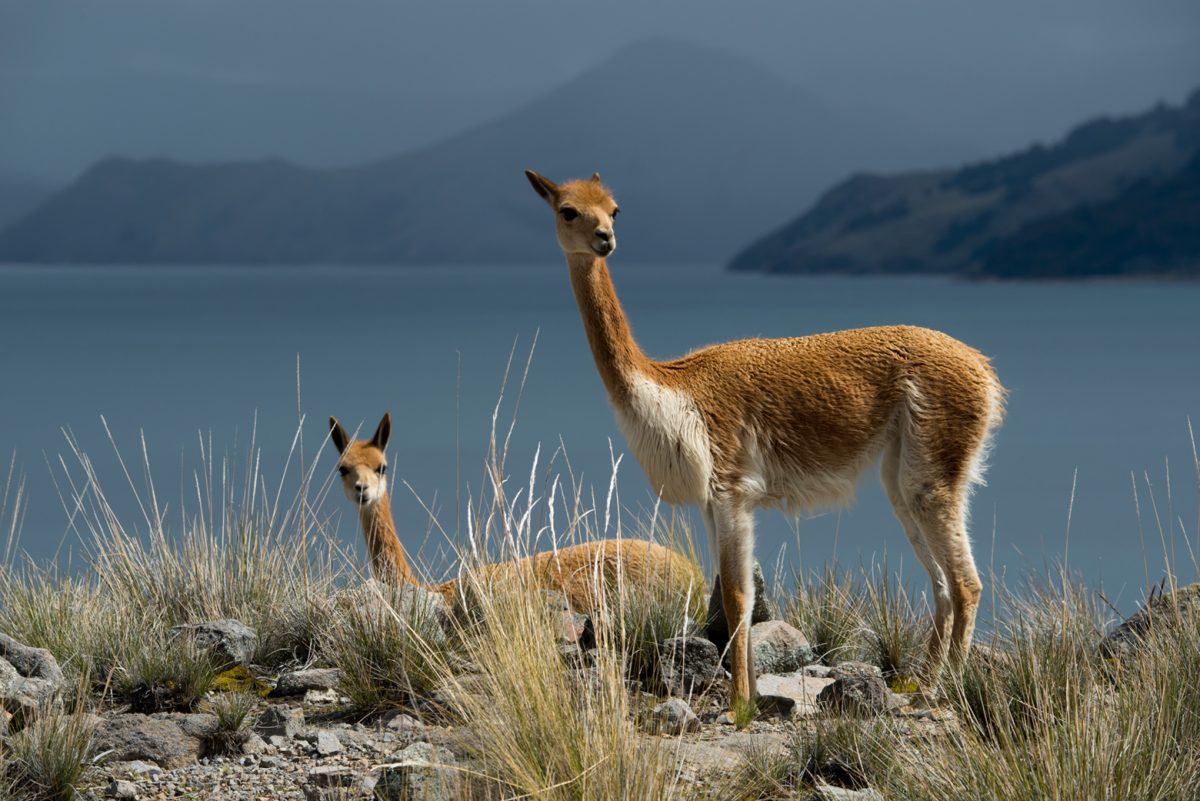 Peru