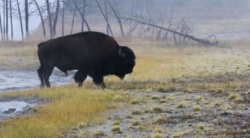 Yellowstone & Grand Teton 2018