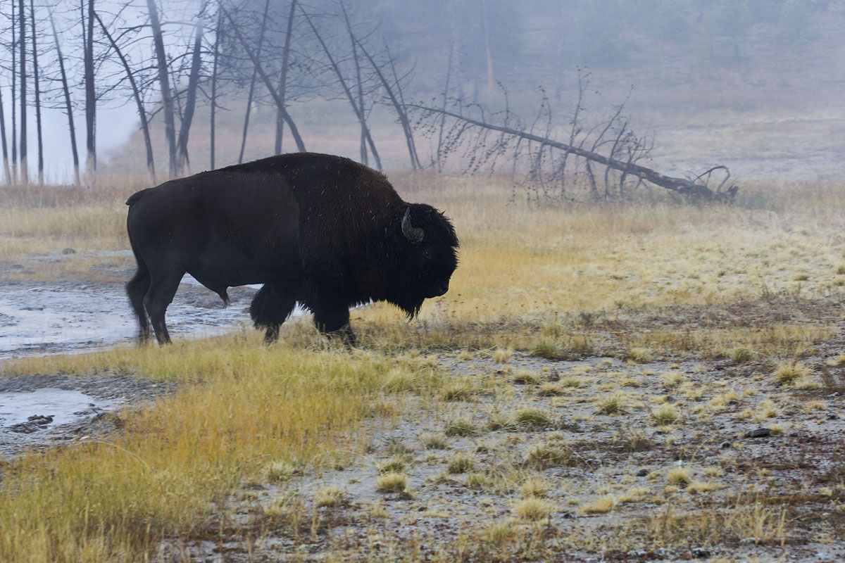 Yellowstone & Grand Teton 2018