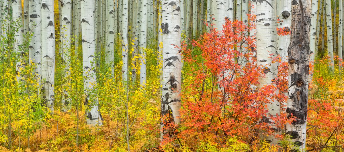 Colorado