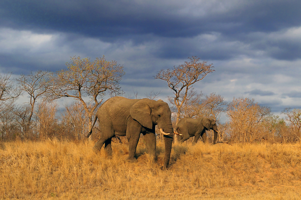 African Elephant