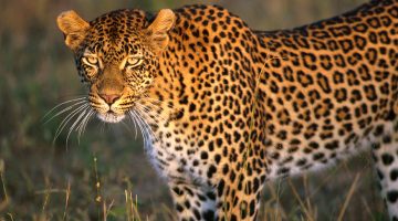 Südafrika Foto Safari