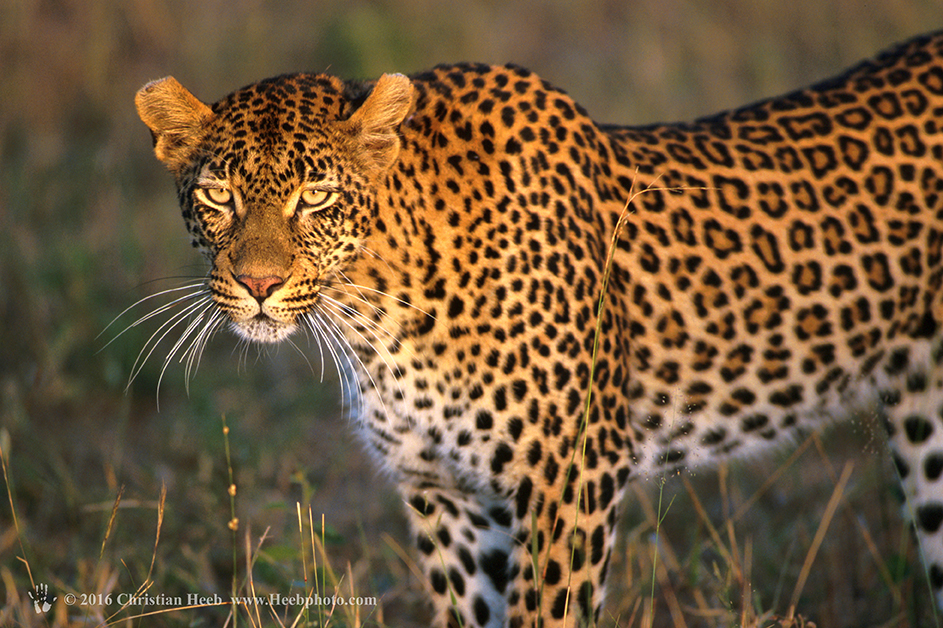 Südafrika Foto Safari