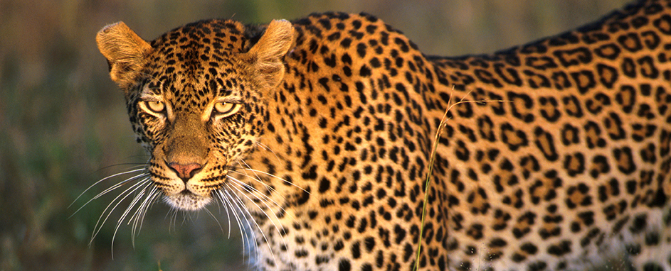 Panther