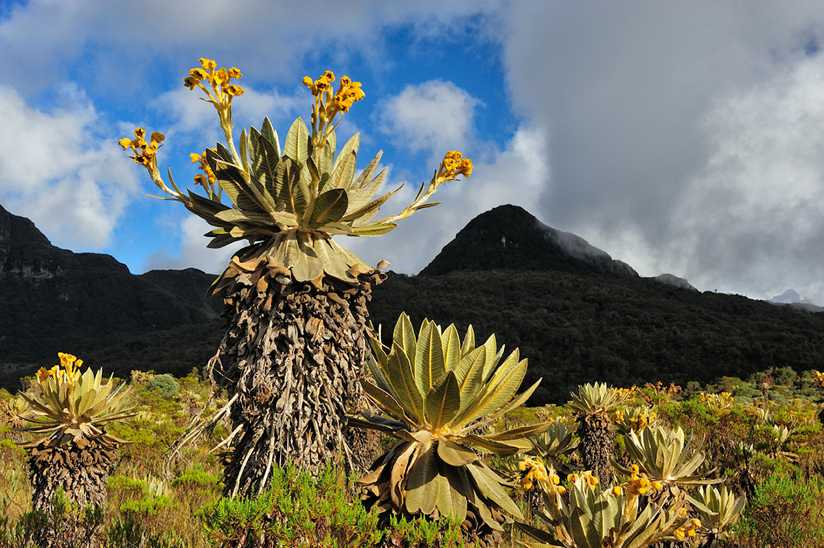 Colombia