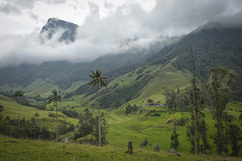 Palm Valley
