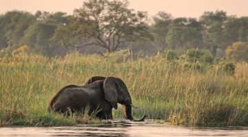 Botswana Foto Safari