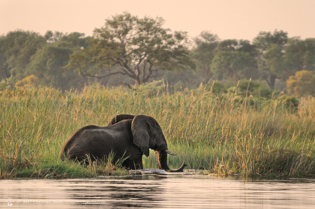 Okavango