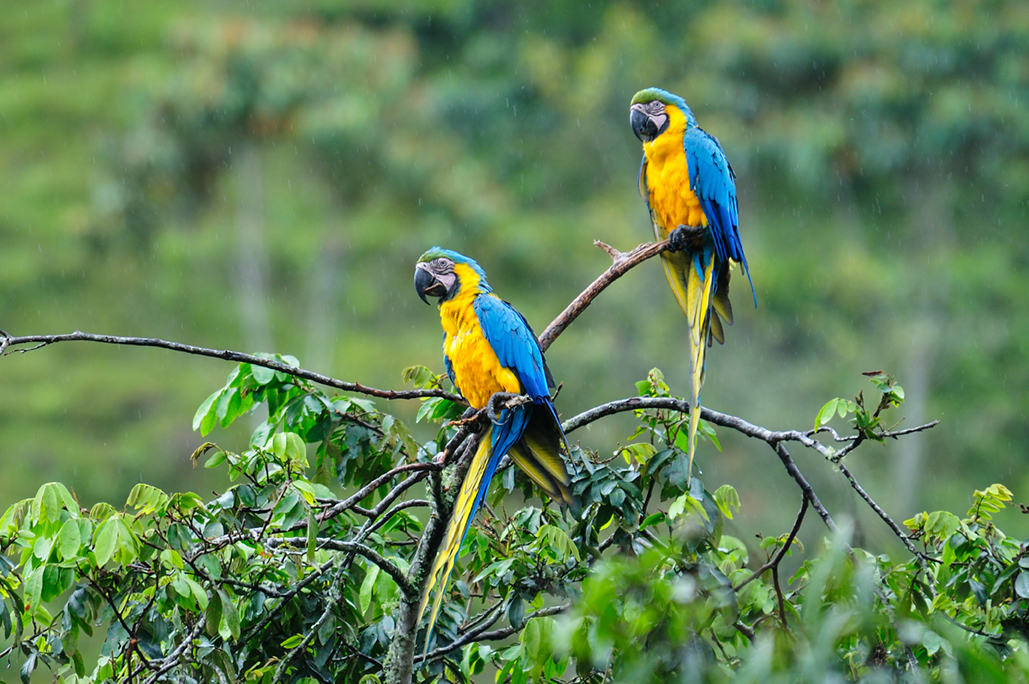 Colombia