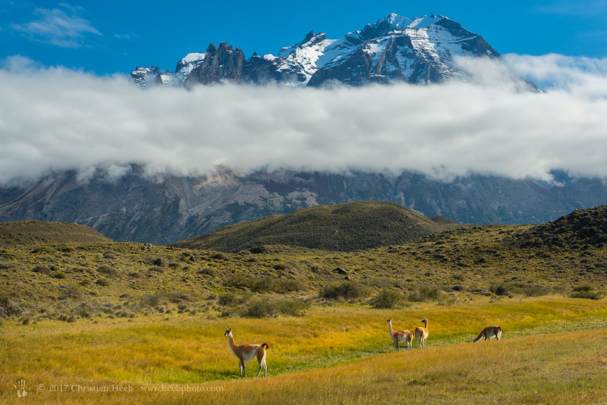 Patagonia