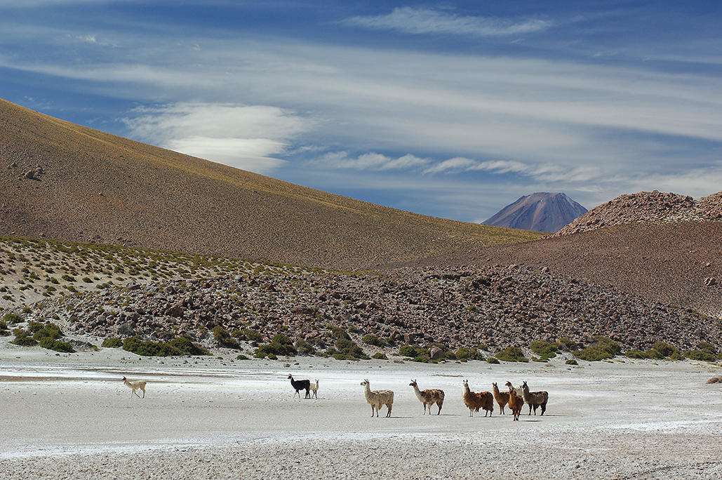 Altiplano