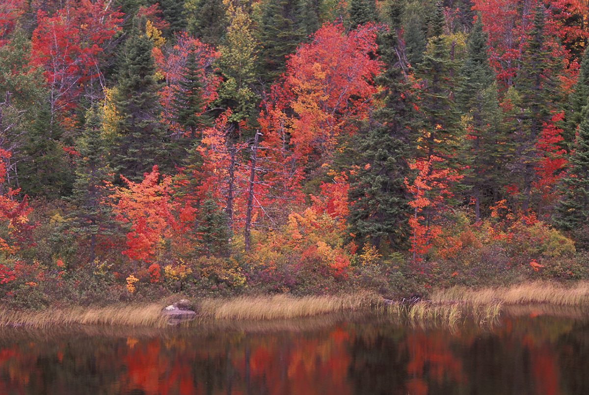 Autumn