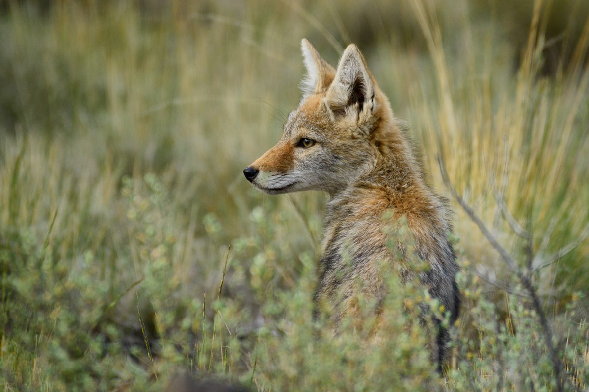 Coyote Pup