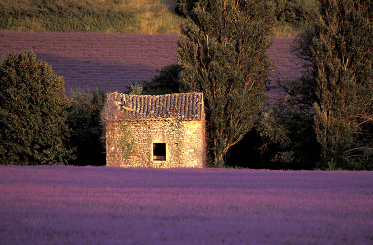 Lavender fields, Bayonne, Drome-Provencale, France