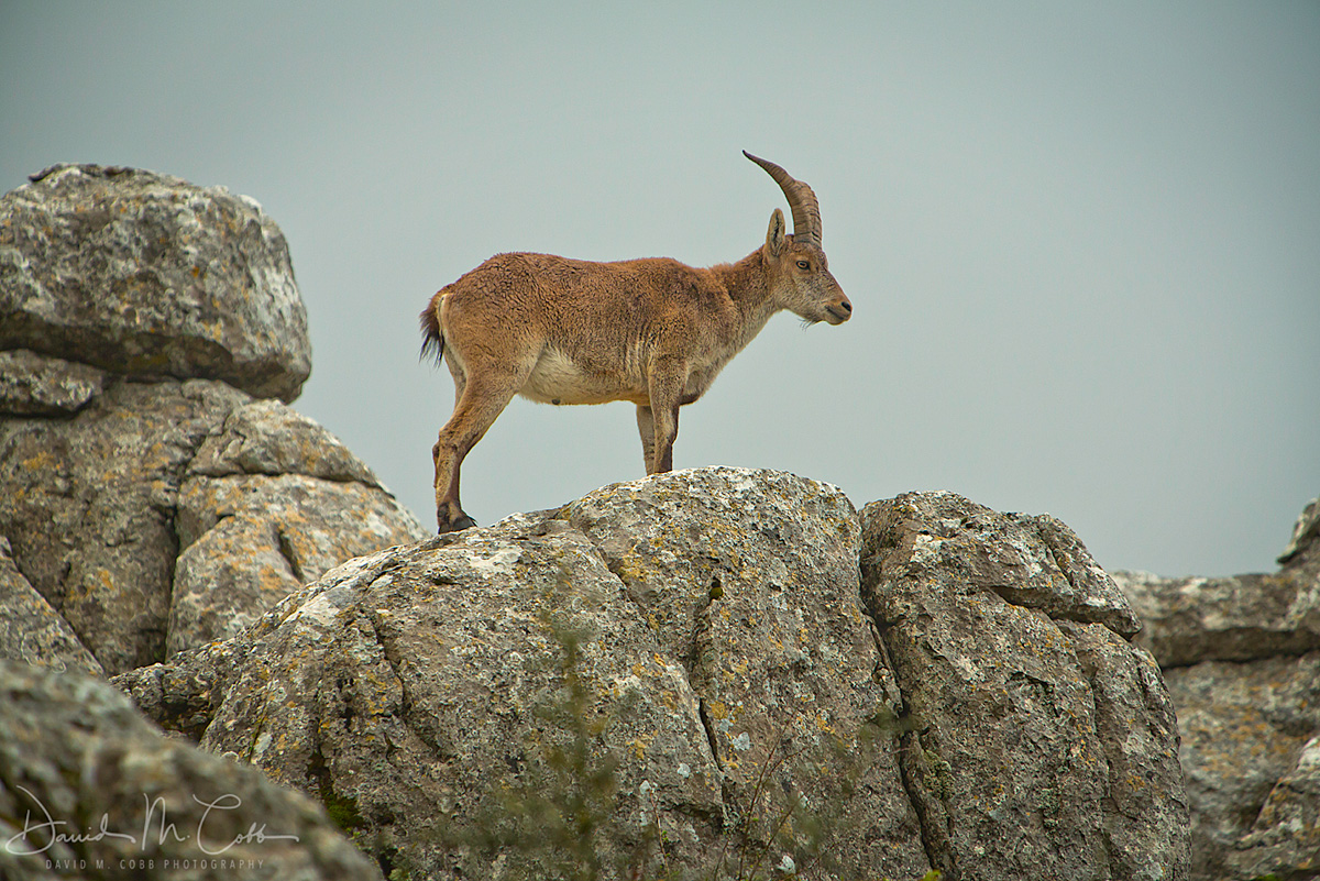 Iberian Ibex Lookout