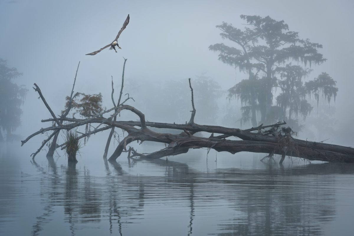 Lake Martin, Louisiana