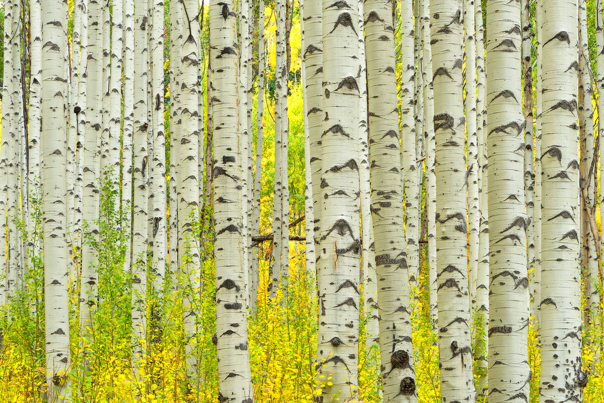 Herbstfarben in Colorado & New Mexiko, 2021