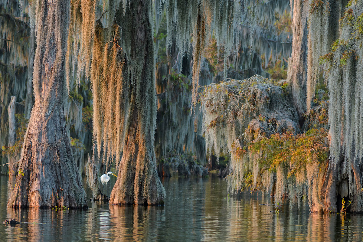 Swamp